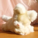 おやすみ ねこ (ベージュ)