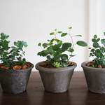 【再販】ユーカリ（ハート）と多肉植物寄せ植え