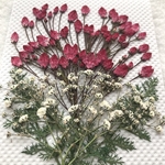 カルミアとかすみ草の押し花