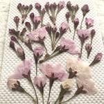 サクラ押し花⑫
