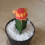 バイカラー♡緋牡丹♡丹頂♡サボテン♡観葉植物♡鉢ごと♡