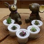 送料無料!!EMOTIPOT ミニサボテン５個セット