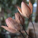 蓮の花のドライフラワー（訳あり4本組）