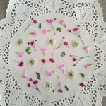 押し花素材　No965　ピンク系可愛い小花のセット