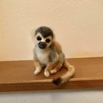 リスザル