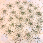 ♡new♡作家様必見♡ ♡レースフラワー 押し花♡