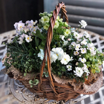 Little Spring〜バスケットの寄せ植え
