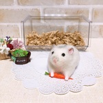 【NEW】*パールホワイトハムスター* (ジャンガリアン) 羊毛フェルト 