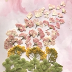 春の押し花セット⑤