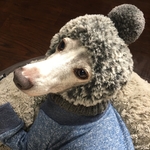 犬イタグレ❤︎モフモフ帽子L