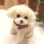 白トイプードル♡