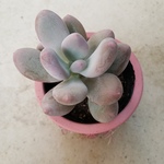 多肉植物❤星美人❤抜き苗