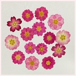 micron様専用天然押し花素材
