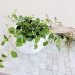 幸福の木『つる性ガジュマル』鉢植え　観葉植物　インテリア　壁掛け(No.463)