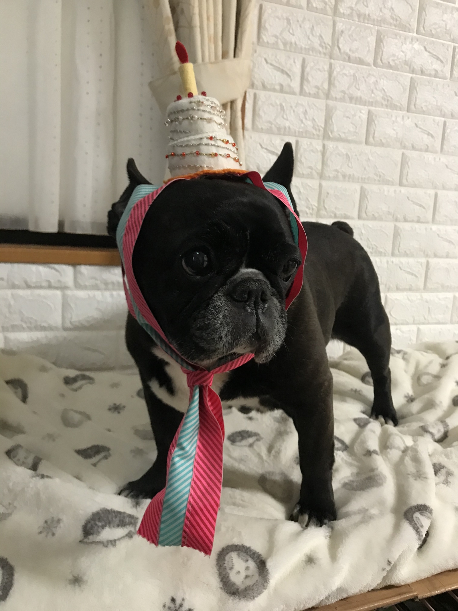 犬用お誕生日の飾り Pochawin Minne 国内最大級のハンドメイド 手作り通販サイト