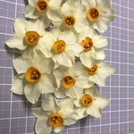 ドライフラワー　水仙