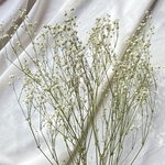 かすみ草のドライフラワー
