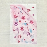 🌸透明水彩画「しだれ桜 」 イラストポストカード２枚セット　花　春　さくら　サクラ　入園入学　バレンタイン🌷