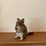 デグー