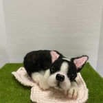 何か用？　ボストンテリア