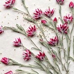 押し花素材(シンカルファハートクイーン)