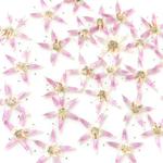 Sale!!! 金のなる木 50輪 ♡ 押し花 素材