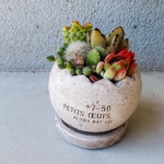 🆕再販!!たまご型セメントポット（丸型）の多肉植物の寄せ植え（受け皿付き）