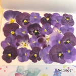 ♡new♡送料無料 ☆ビオラ☆ 押し花セット