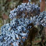 New セゴビア 紫陽花のドライフラワー