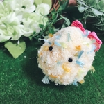 星ツムリ　メレンゲ属