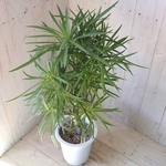 幸せの木♡セネシオ　クレイニア♡モンキーツリー♡多肉植物♡5号鉢♡
