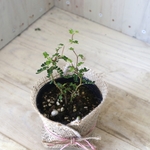 小さな木♡メルヘンの木♡ソフォラ　リトルベイビー♡観葉植物♡麻巻き♡