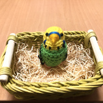 《再販》セキセイインコちゃん（イエローグリーン）