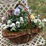 早春の輝き〜バスケットの寄せ植え