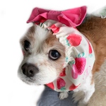 いちご柄/犬スヌード／マジックリボン型