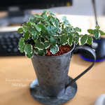 Chic Mug Pot  室内用グリーン