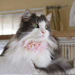 【犬猫用首輪】桜チョーカー/首飾り　　装着簡単ゴムタイプ