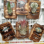 エアプランツホルダ　よりどり