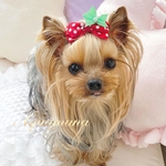 【 犬用🍓❤️バレッタ 】 おしゃれ　トップノットペット　子供　ヘアアクセサリー　リボン　バレッタ　♡AquaMana♡