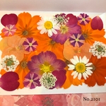 ♡new♡  ♡可愛い押し花セット♡ ♡使いやすい少量の押し花セット♡