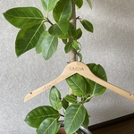 名入れシンプルハンガー