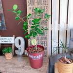 希少！現品♡【パンダガジュマル】幸せの木♡かっこいい観葉植物♡アンティーク風 赤系ブリキ鉢！人気グリーン