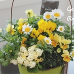 ❁❀✿✾春の寄せ植え