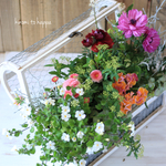 蓋付き木箱に春のお花のギャザリング寄せ植え