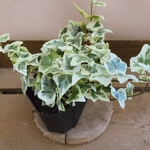 観葉植物　へデラ　天使の羽衣