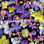 こちらは💁🏻‍♀️oni-rudolpph様専用ページです