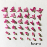 🎵ピンクベロニカ  36輪   ＊ 押し花