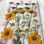 ノースポールとビデンスの押し花