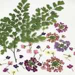 押し花🌸アリッサム　アジアンタム　ドライフラワー 