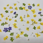 押し花＊色々